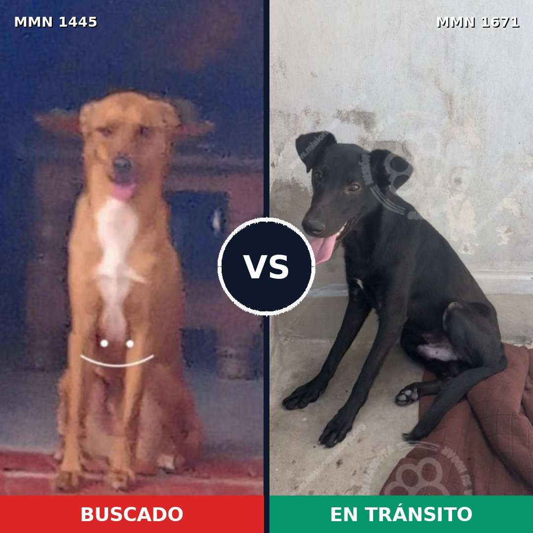 Comparativa MMS 35990: mascota perdida y mascota encontrada, 78% de similitud