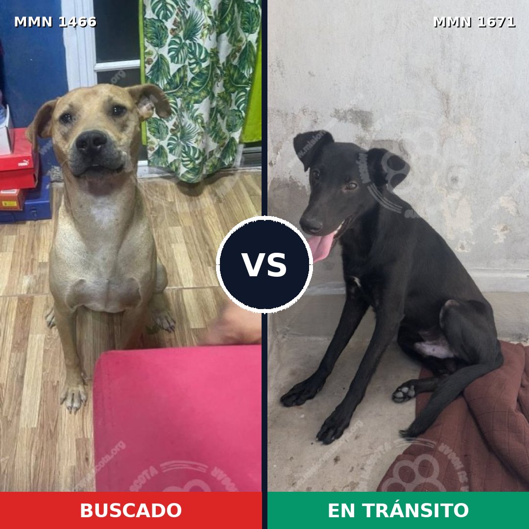 Comparativa MMS 35992: mascota perdida y mascota encontrada, 78% de similitud