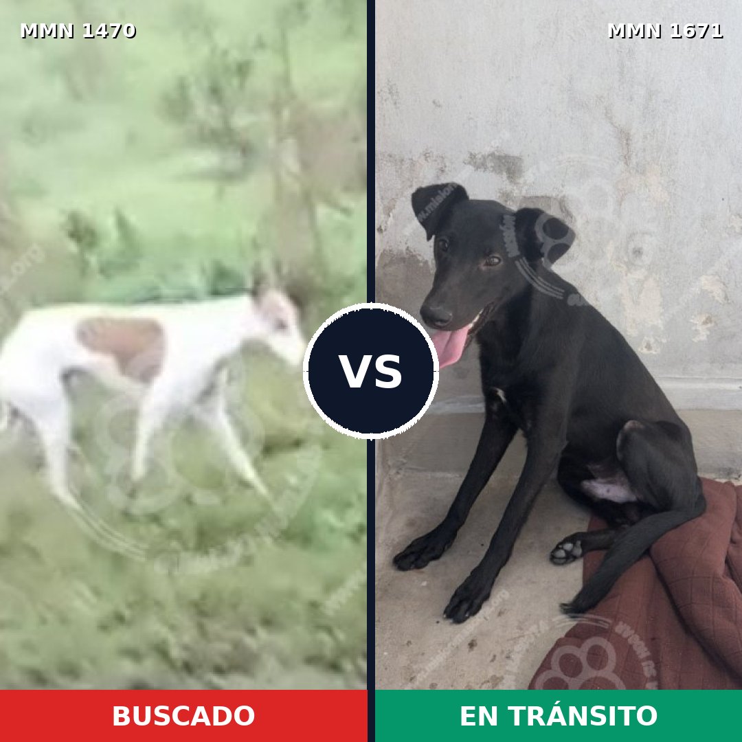 Comparativa MMS 35993: mascota perdida y mascota encontrada, 55% de similitud