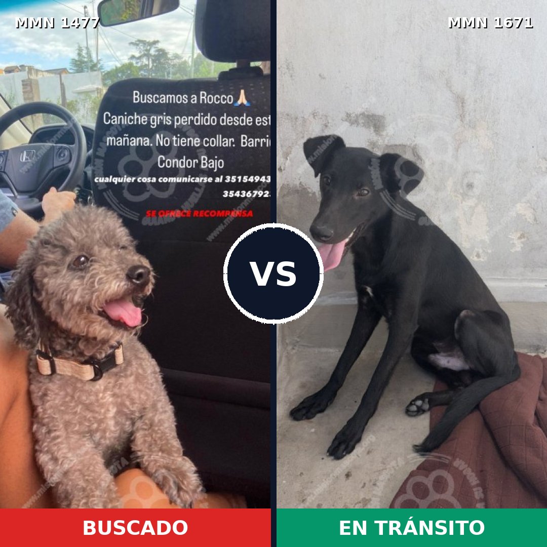 Comparativa MMS 35994: mascota perdida y mascota encontrada, 28% de similitud