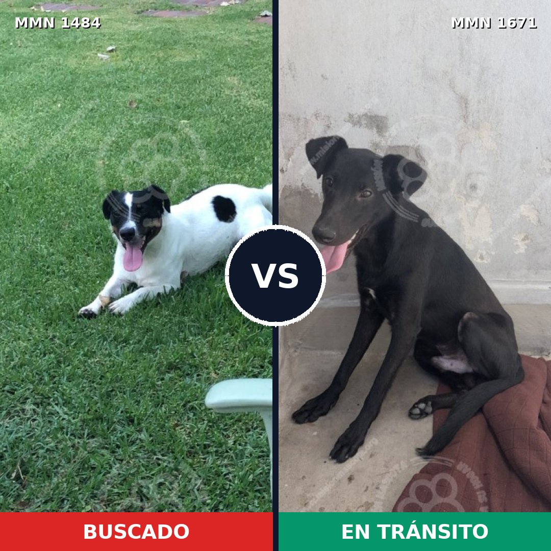 Comparativa MMS 35995: mascota perdida y mascota encontrada, 49% de similitud