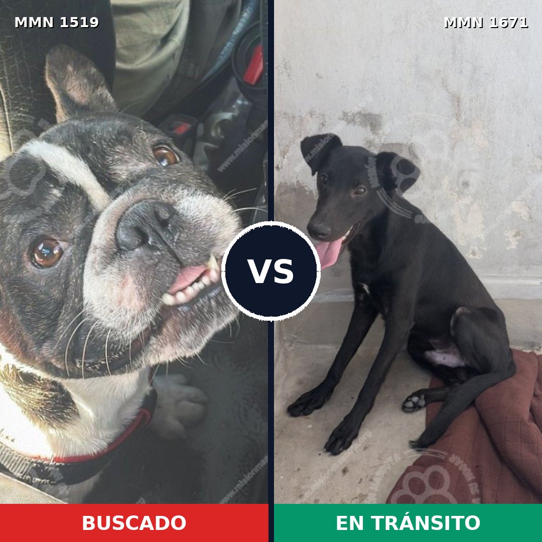 Comparativa MMS 35996: mascota perdida y mascota encontrada, 56% de similitud