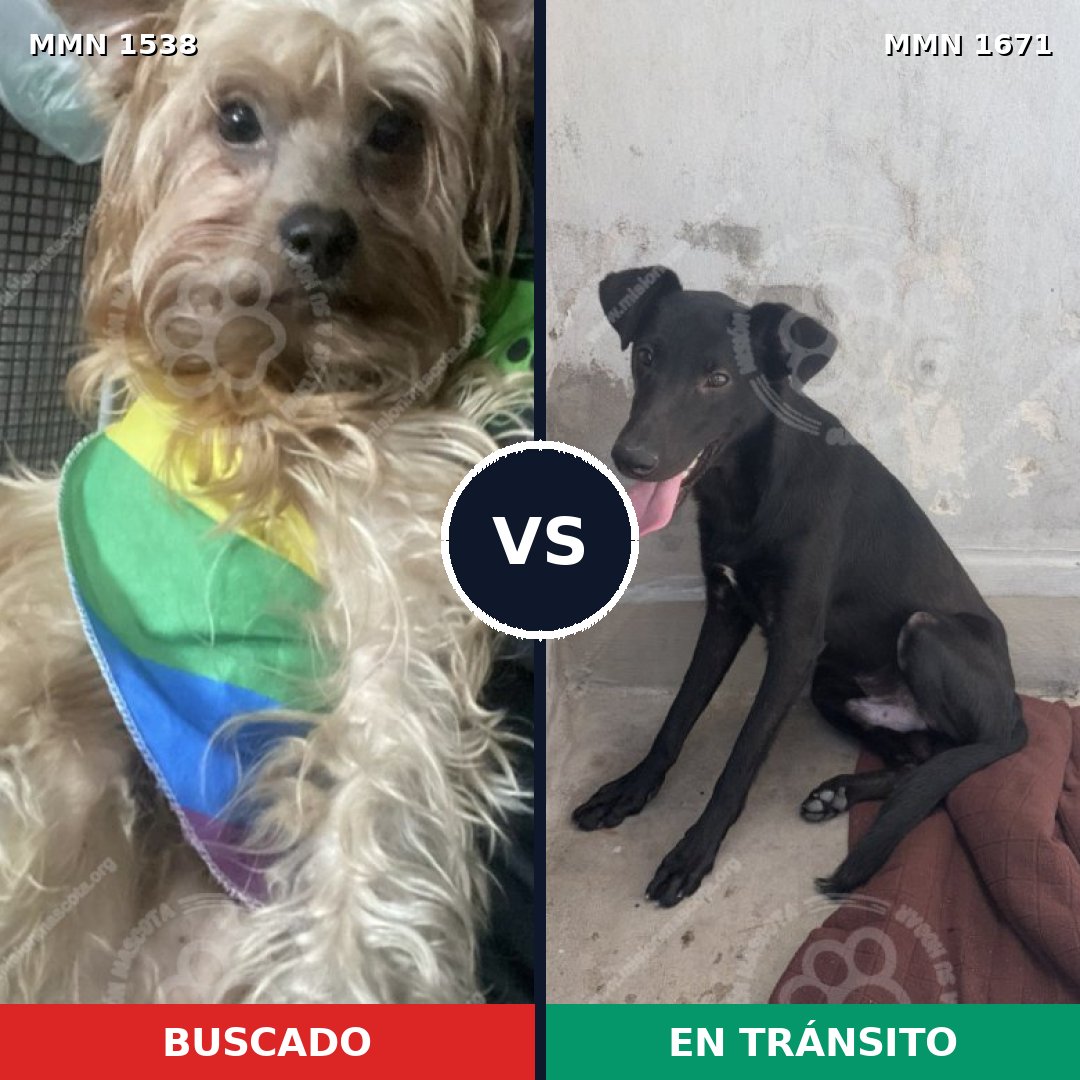 Comparativa MMS 35997: mascota perdida y mascota encontrada, 58% de similitud