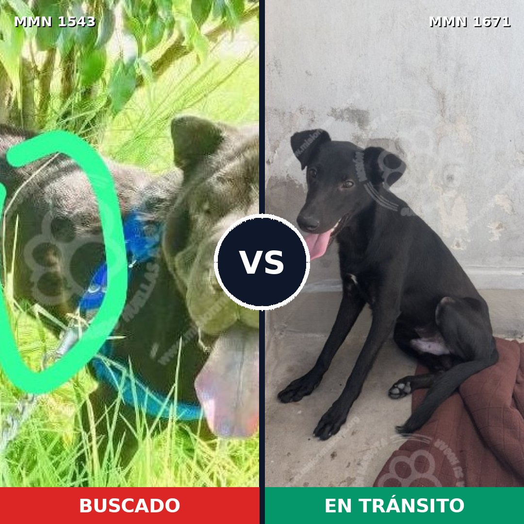 Comparativa MMS 35998: mascota perdida y mascota encontrada, 57% de similitud