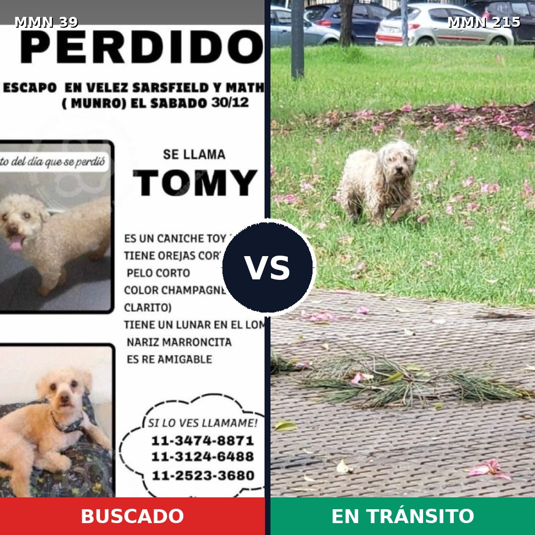 Comparativa MMS 36: mascota perdida y mascota encontrada, 36% de similitud