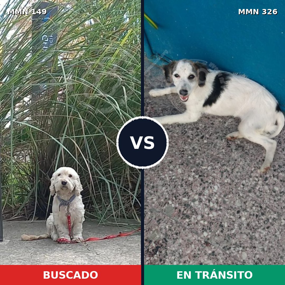 Comparativa MMS 3600: mascota perdida y mascota encontrada, 63% de similitud