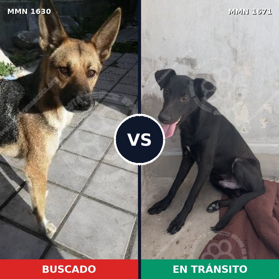 Comparativa MMS 36003: mascota perdida y mascota encontrada, 71% de similitud