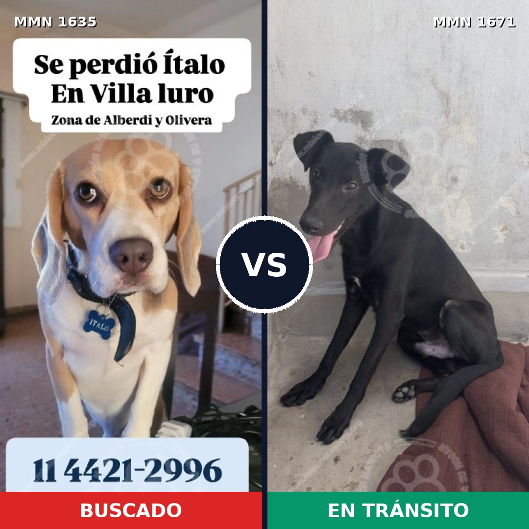 Comparativa MMS 36004: mascota perdida y mascota encontrada, 36% de similitud
