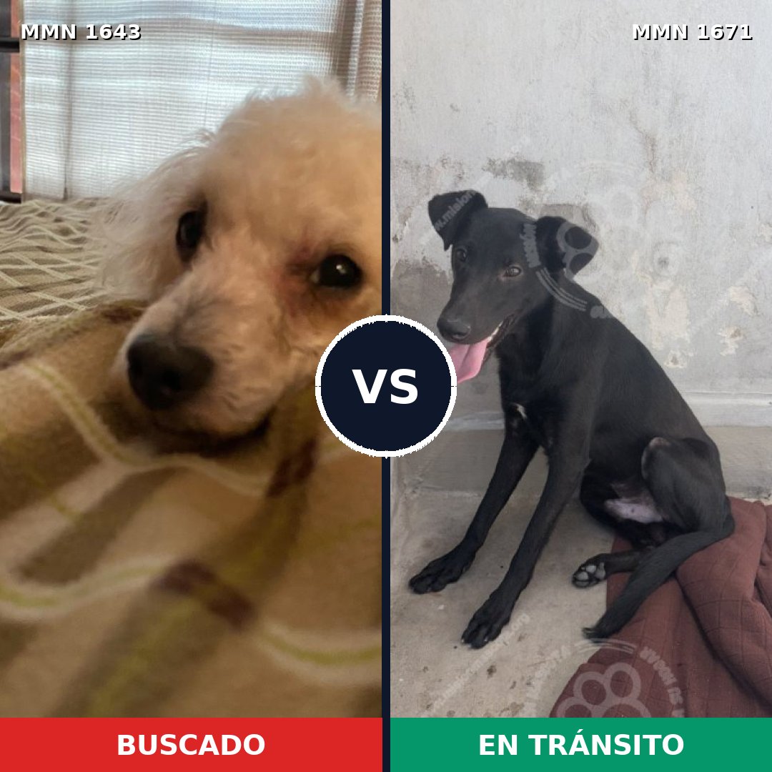 Comparativa MMS 36005: mascota perdida y mascota encontrada, 45% de similitud