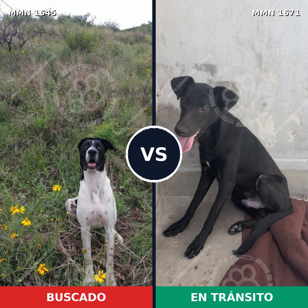 Comparativa MMS 36006: mascota perdida y mascota encontrada, 52% de similitud
