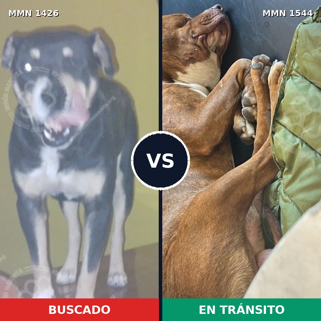 Comparativa MMS 36009: mascota perdida y mascota encontrada, 39% de similitud
