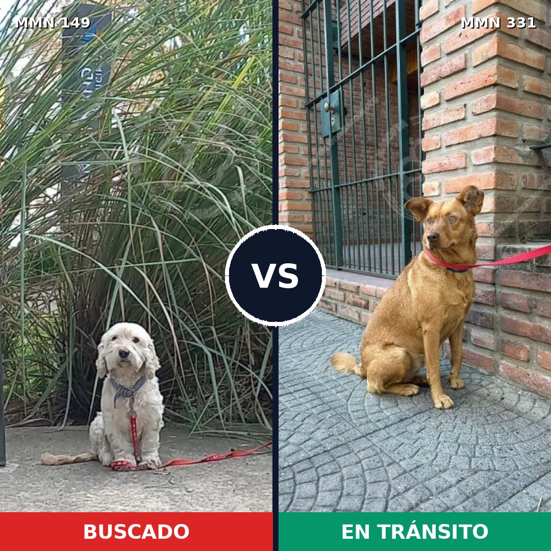 Comparativa MMS 3601: mascota perdida y mascota encontrada, 44% de similitud