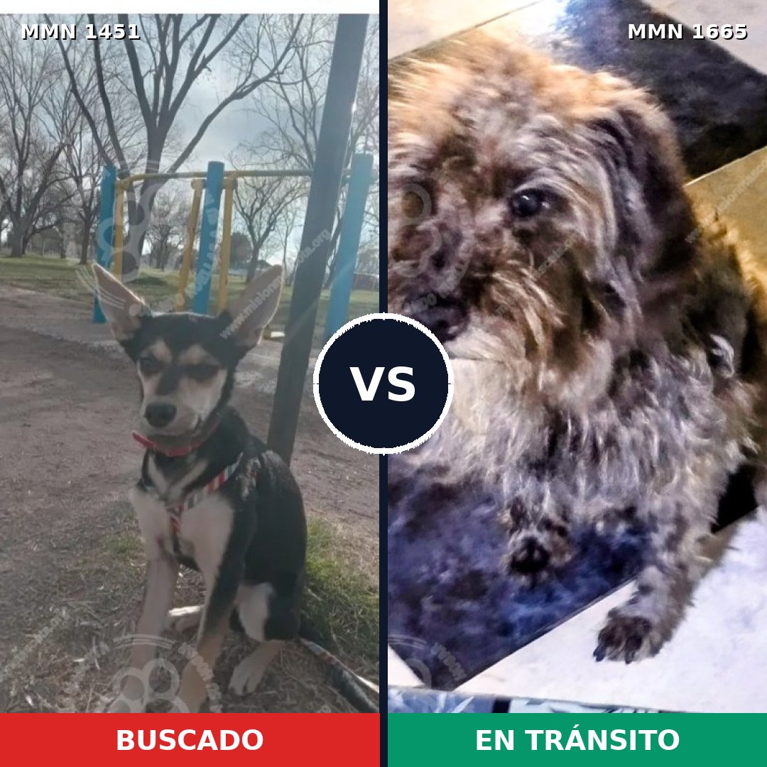 Comparativa MMS 36013: mascota perdida y mascota encontrada, 63% de similitud