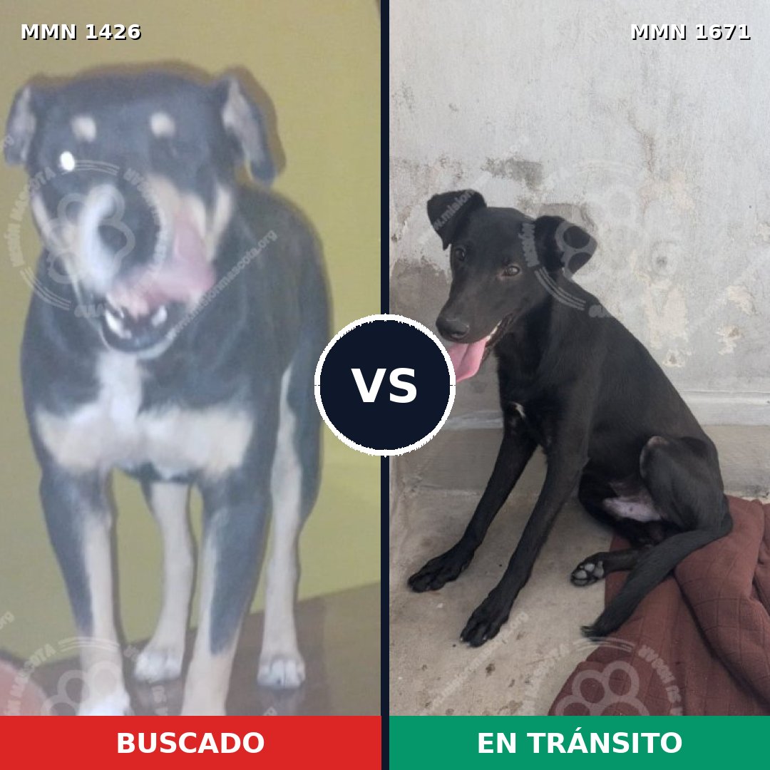 Comparativa MMS 36018: mascota perdida y mascota encontrada, 81% de similitud
