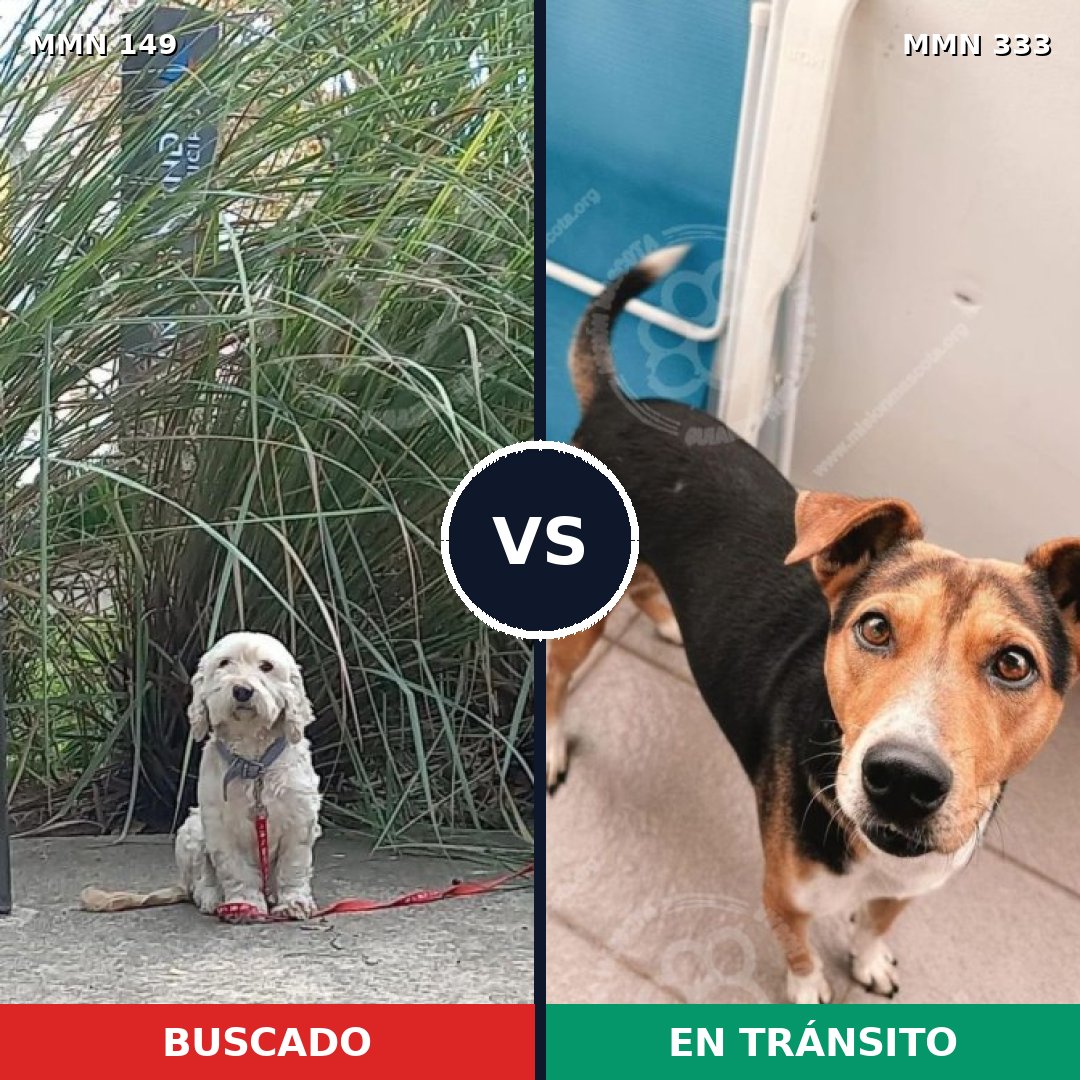 Comparativa MMS 3602: mascota perdida y mascota encontrada, 44% de similitud
