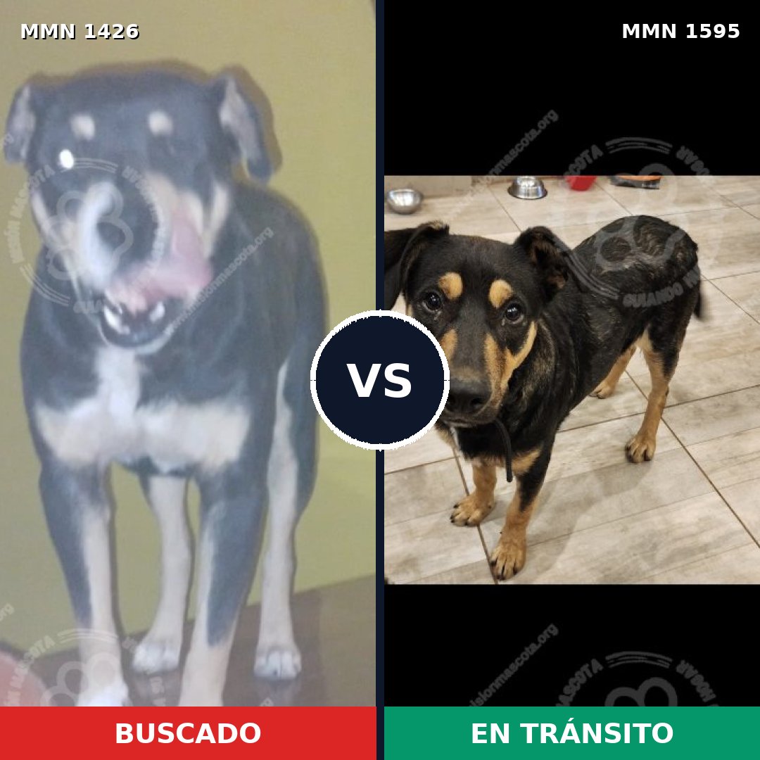 Comparativa MMS 36021: mascota perdida y mascota encontrada, 76% de similitud