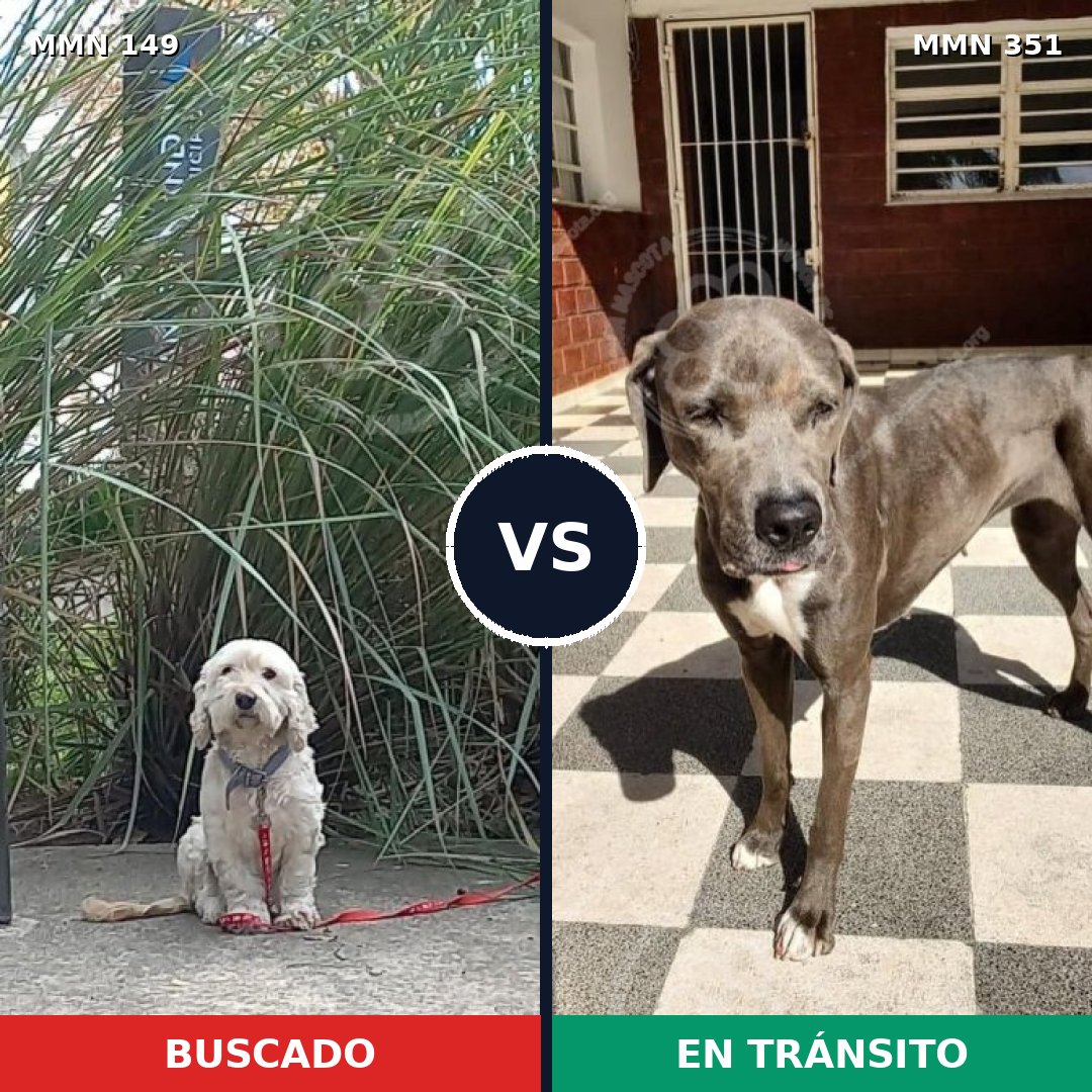 Comparativa MMS 3604: mascota perdida y mascota encontrada, 23% de similitud