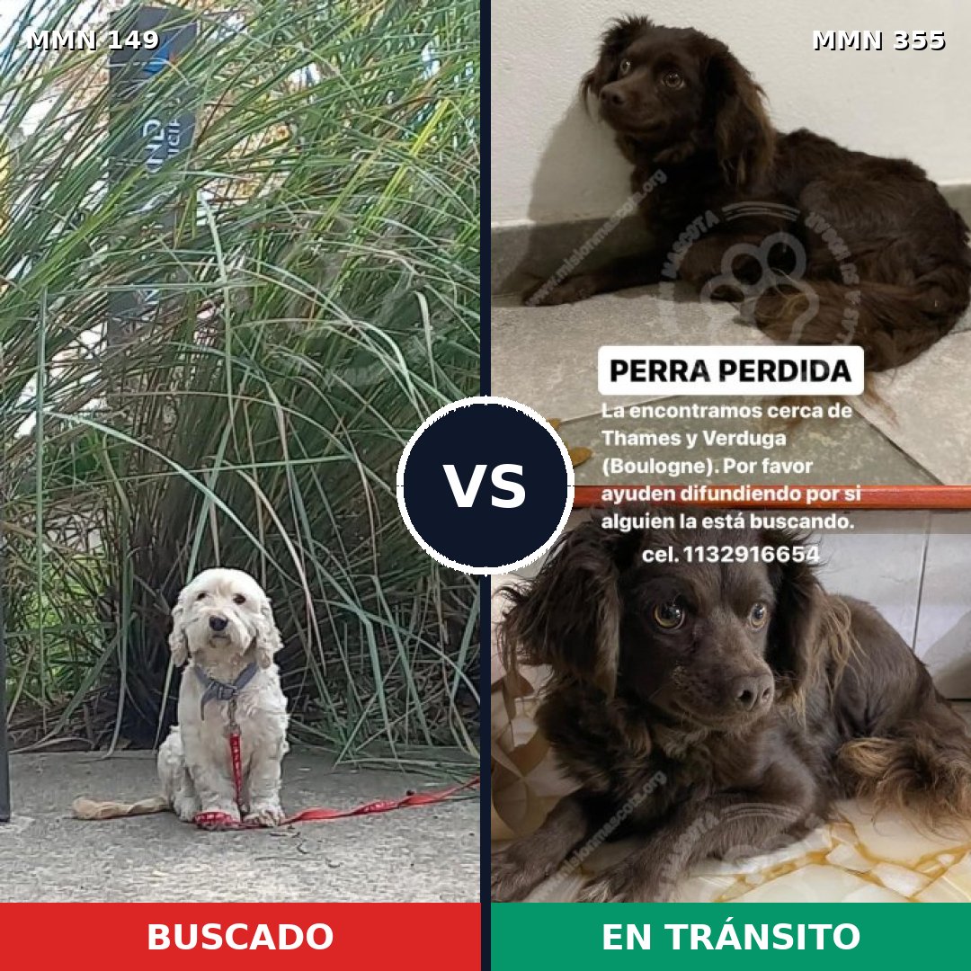 Comparativa MMS 3605: mascota perdida y mascota encontrada, 47% de similitud