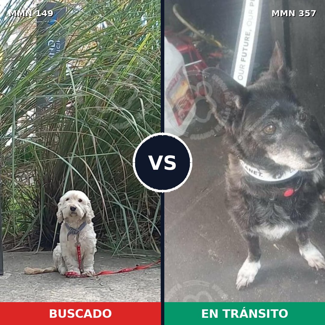 Comparativa MMS 3606: mascota perdida y mascota encontrada, 67% de similitud