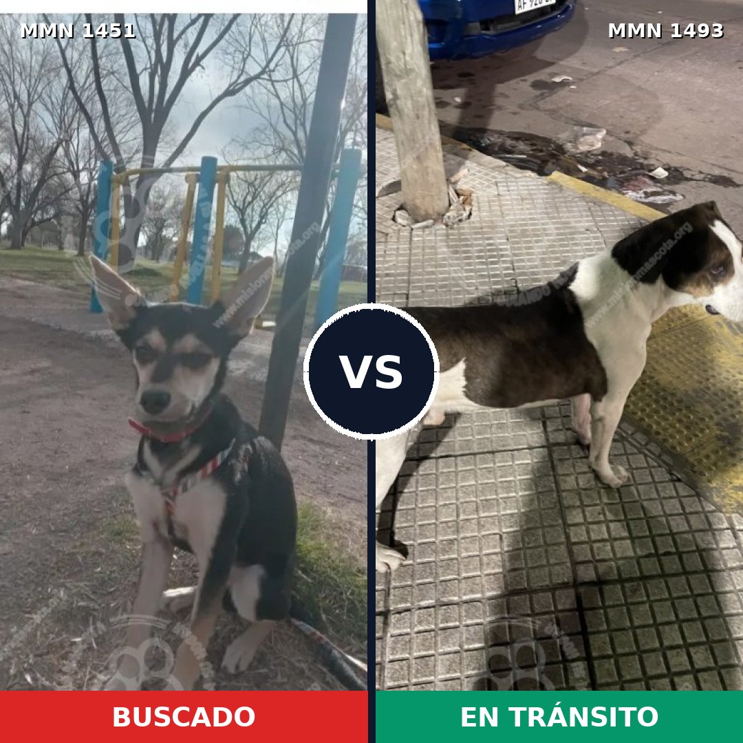 Comparativa MMS 36061: mascota perdida y mascota encontrada, 66% de similitud