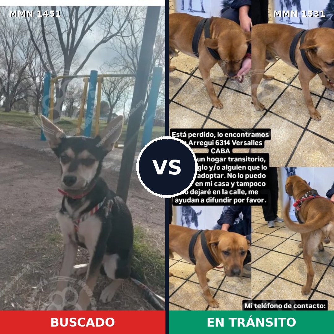 Comparativa MMS 36065: mascota perdida y mascota encontrada, 52% de similitud