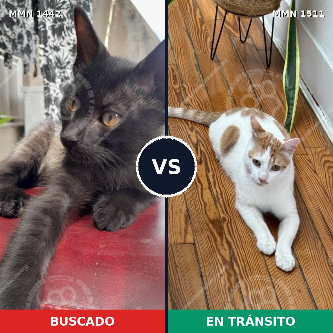 Comparativa MMS 36067: mascota perdida y mascota encontrada, 59% de similitud