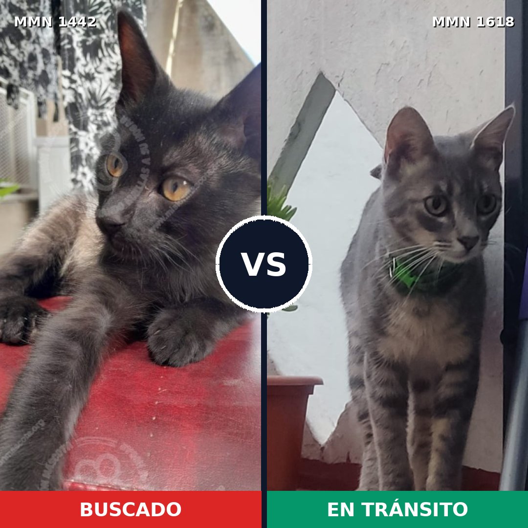 Comparativa MMS 36068: mascota perdida y mascota encontrada, 53% de similitud