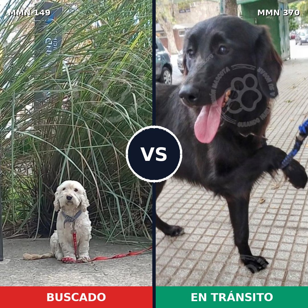 Comparativa MMS 3607: mascota perdida y mascota encontrada, 51% de similitud