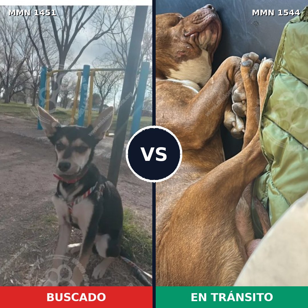 Comparativa MMS 36072: mascota perdida y mascota encontrada, 44% de similitud