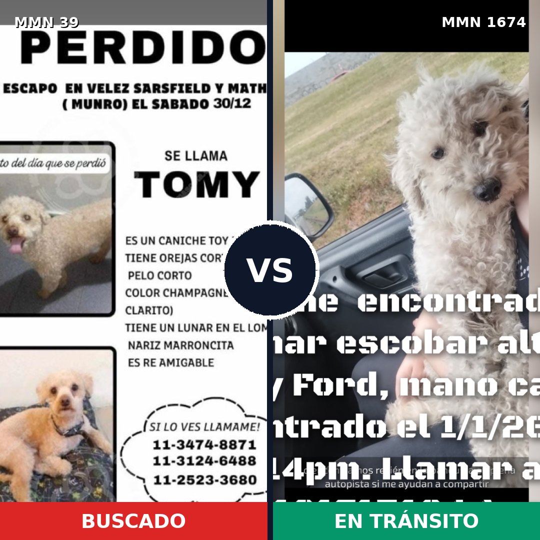 Comparativa MMS 36073: mascota perdida y mascota encontrada, 42% de similitud