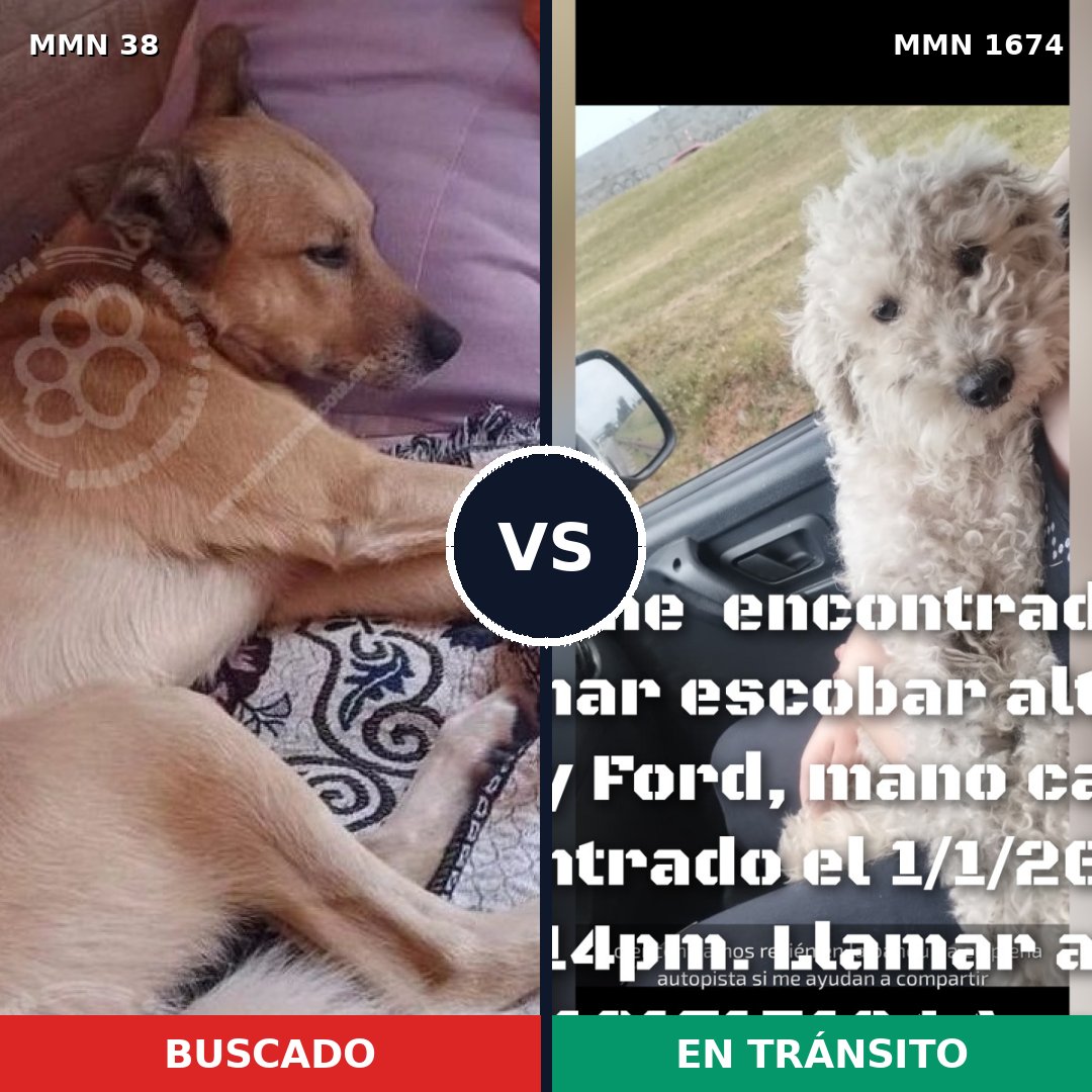 Comparativa MMS 36074: mascota perdida y mascota encontrada, 48% de similitud
