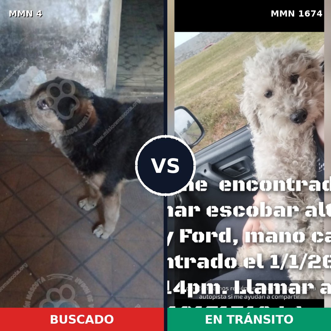 Comparativa MMS 36075: mascota perdida y mascota encontrada, 43% de similitud