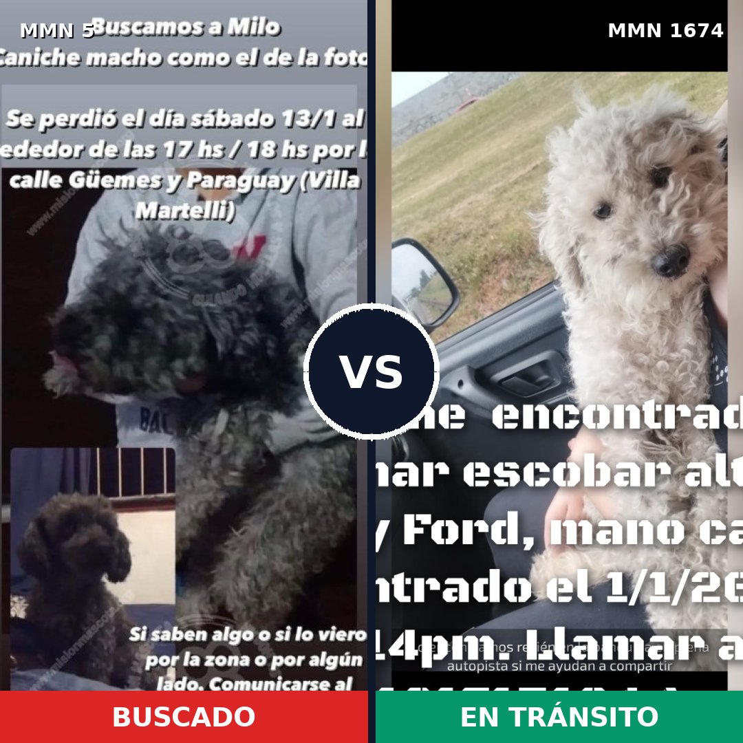 Comparativa MMS 36076: mascota perdida y mascota encontrada, 62% de similitud