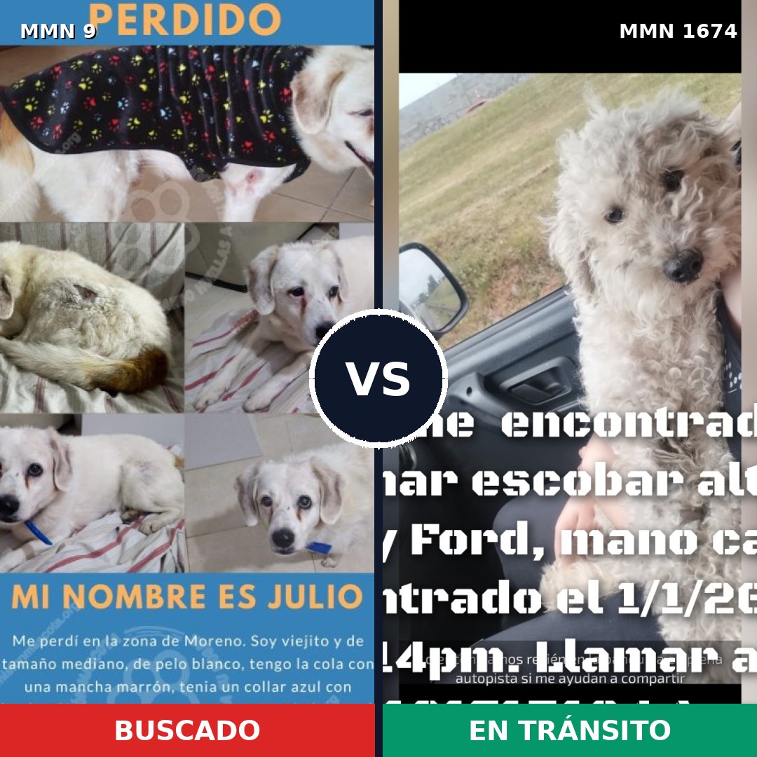 Comparativa MMS 36077: mascota perdida y mascota encontrada, 64% de similitud