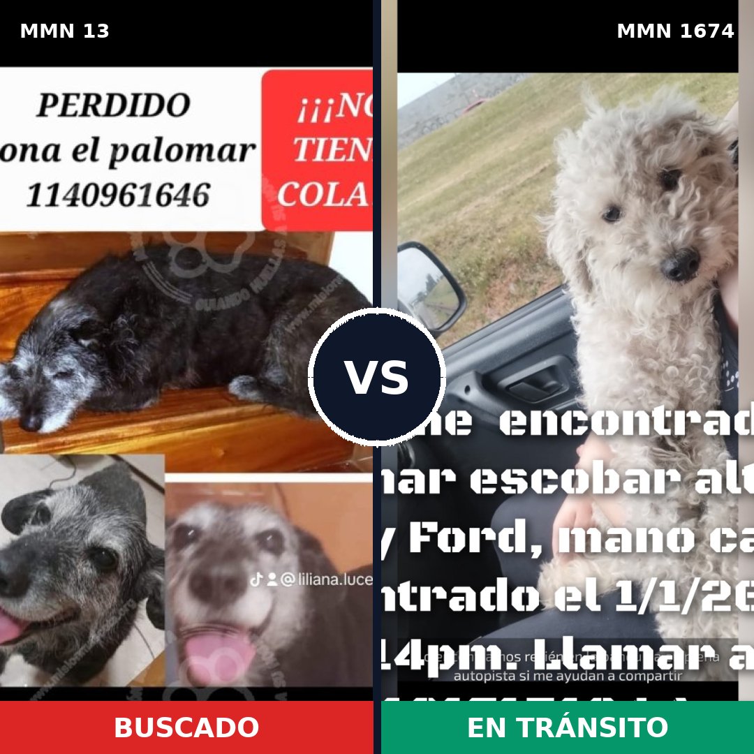 Comparativa MMS 36079: mascota perdida y mascota encontrada, 43% de similitud