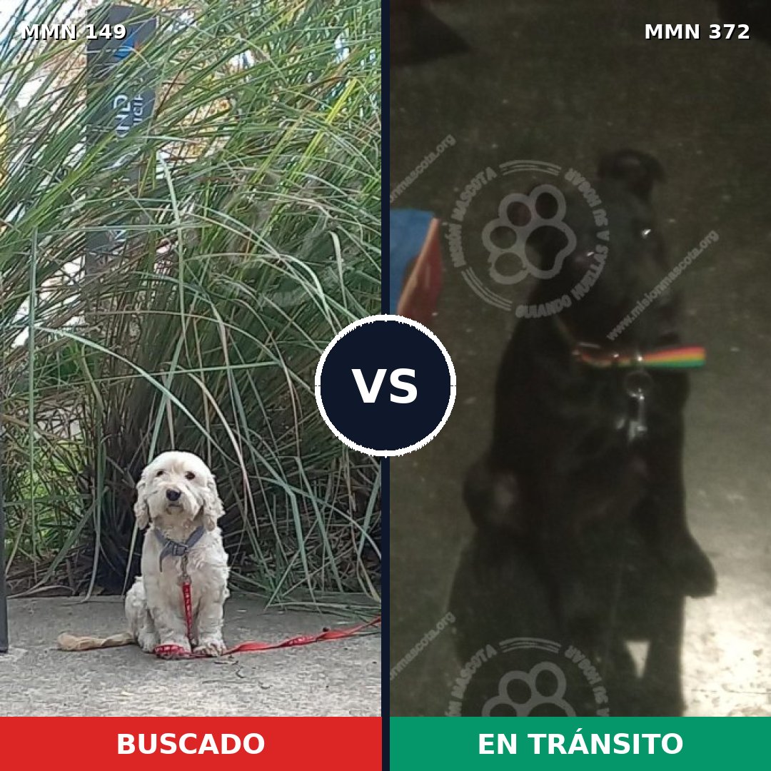 Comparativa MMS 3608: mascota perdida y mascota encontrada, 64% de similitud