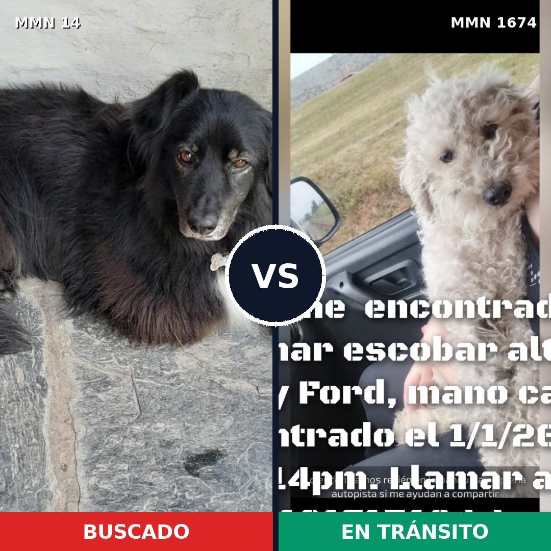Comparativa MMS 36080: mascota perdida y mascota encontrada, 35% de similitud