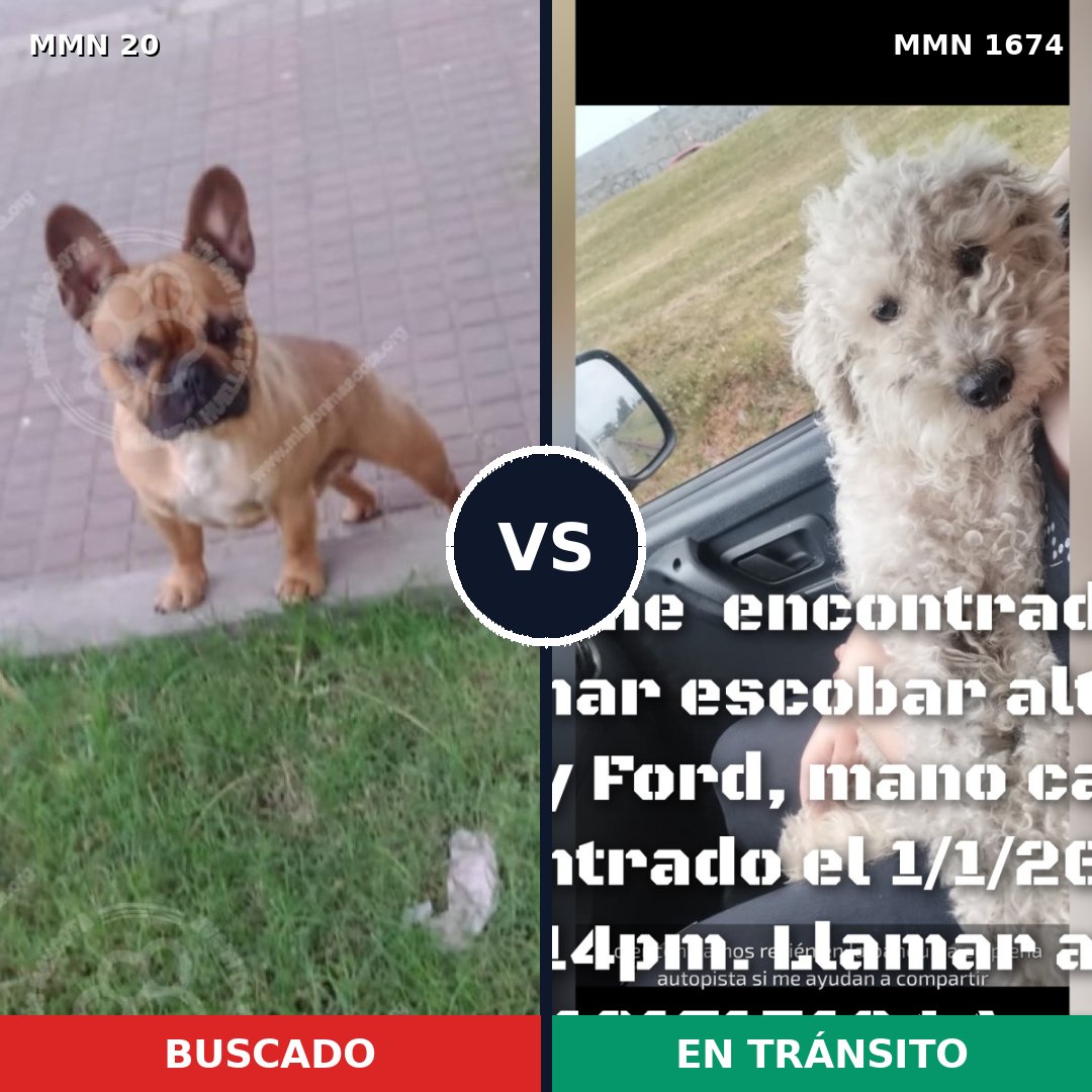 Comparativa MMS 36081: mascota perdida y mascota encontrada, 31% de similitud