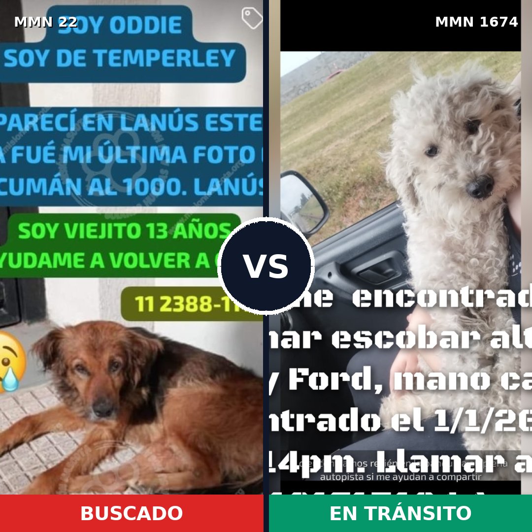 Comparativa MMS 36083: mascota perdida y mascota encontrada, 37% de similitud
