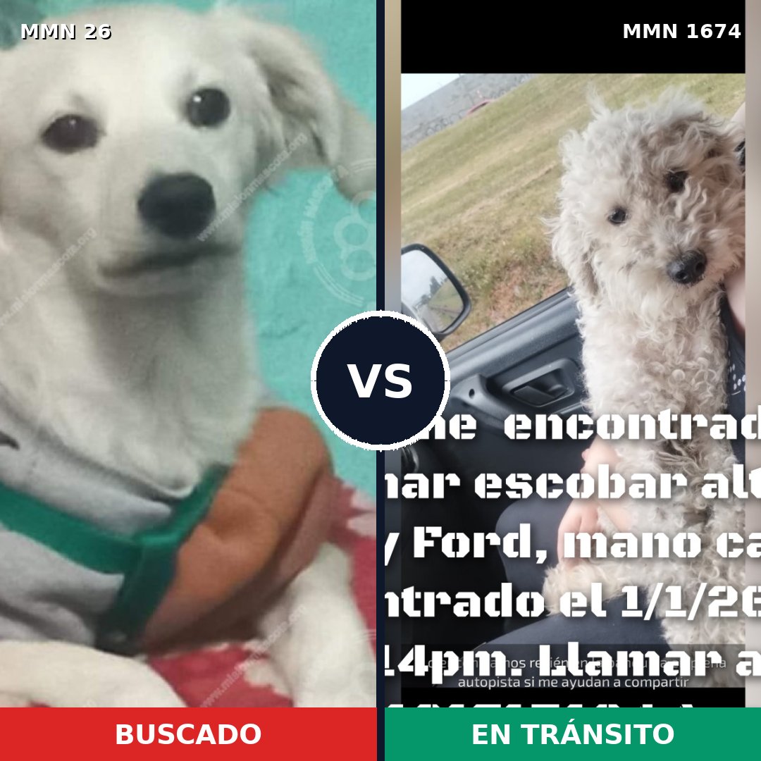 Comparativa MMS 36084: mascota perdida y mascota encontrada, 40% de similitud