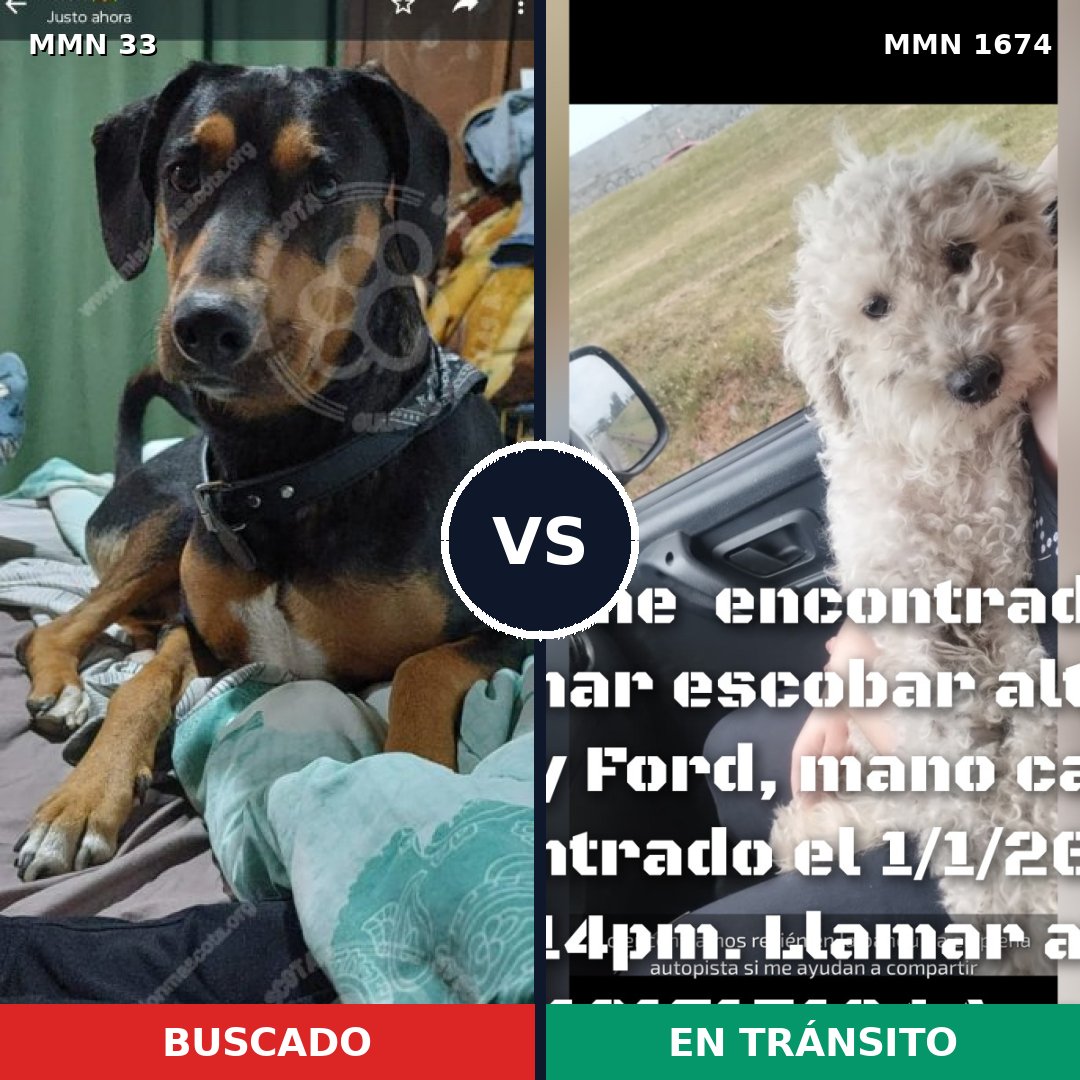 Comparativa MMS 36085: mascota perdida y mascota encontrada, 30% de similitud