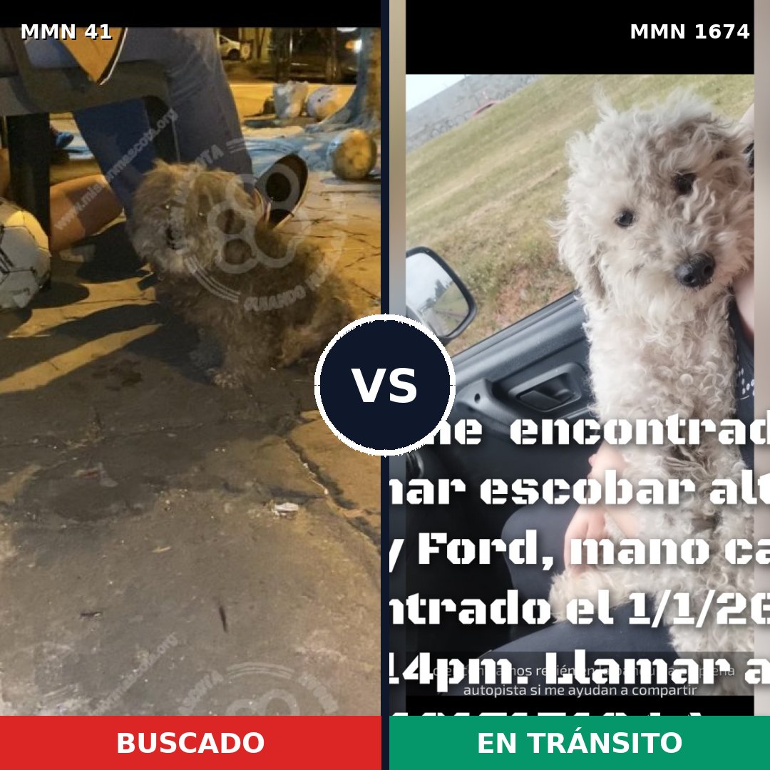 Comparativa MMS 36086: mascota perdida y mascota encontrada, 32% de similitud