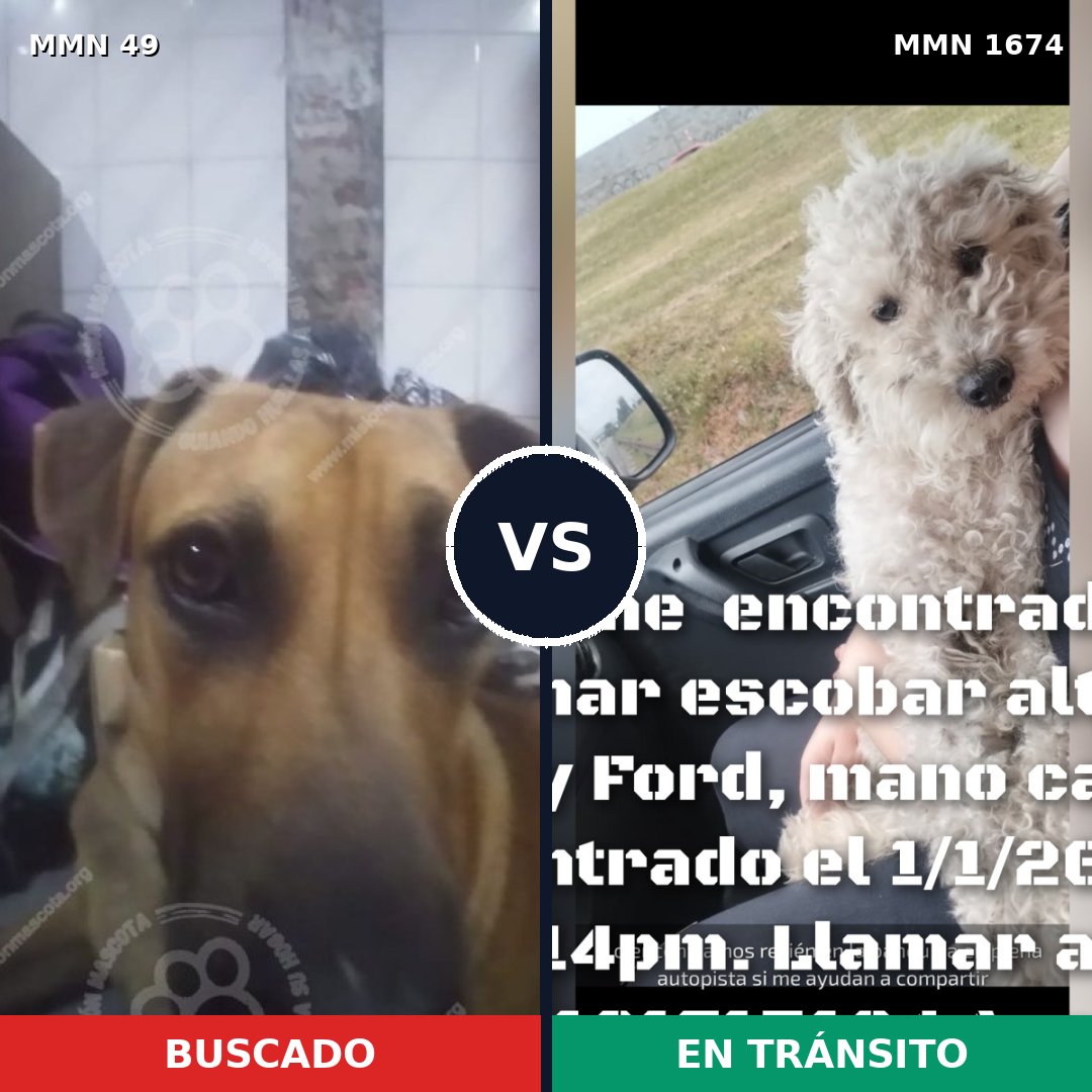 Comparativa MMS 36087: mascota perdida y mascota encontrada, 27% de similitud