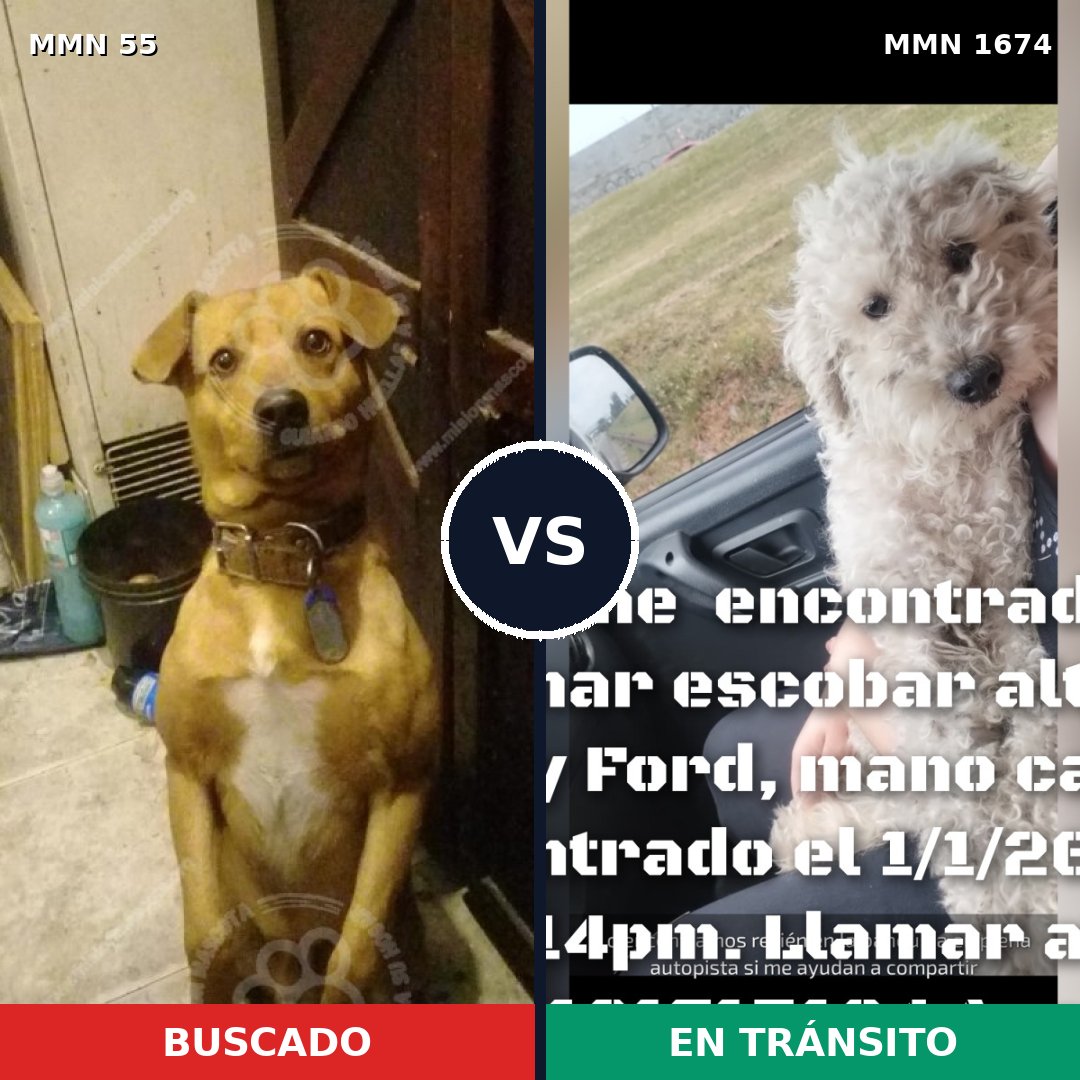 Comparativa MMS 36088: mascota perdida y mascota encontrada, 41% de similitud