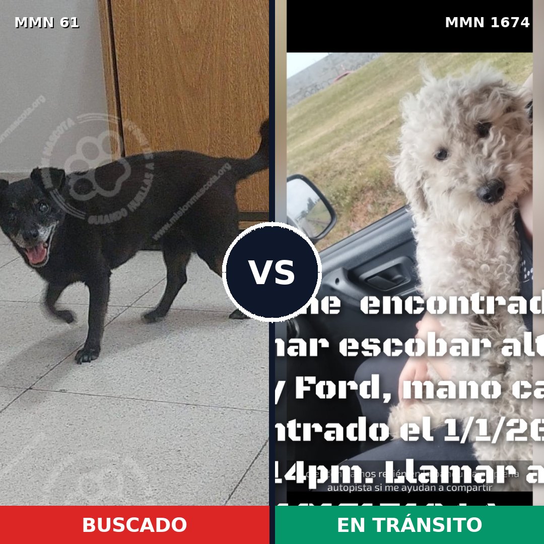 Comparativa MMS 36089: mascota perdida y mascota encontrada, 39% de similitud