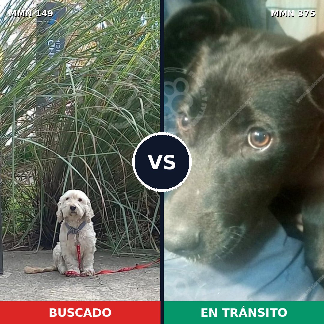 Comparativa MMS 3609: mascota perdida y mascota encontrada, 48% de similitud