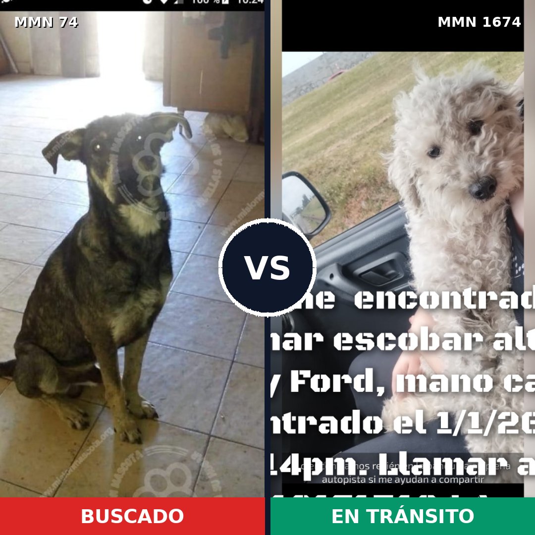 Comparativa MMS 36090: mascota perdida y mascota encontrada, 29% de similitud