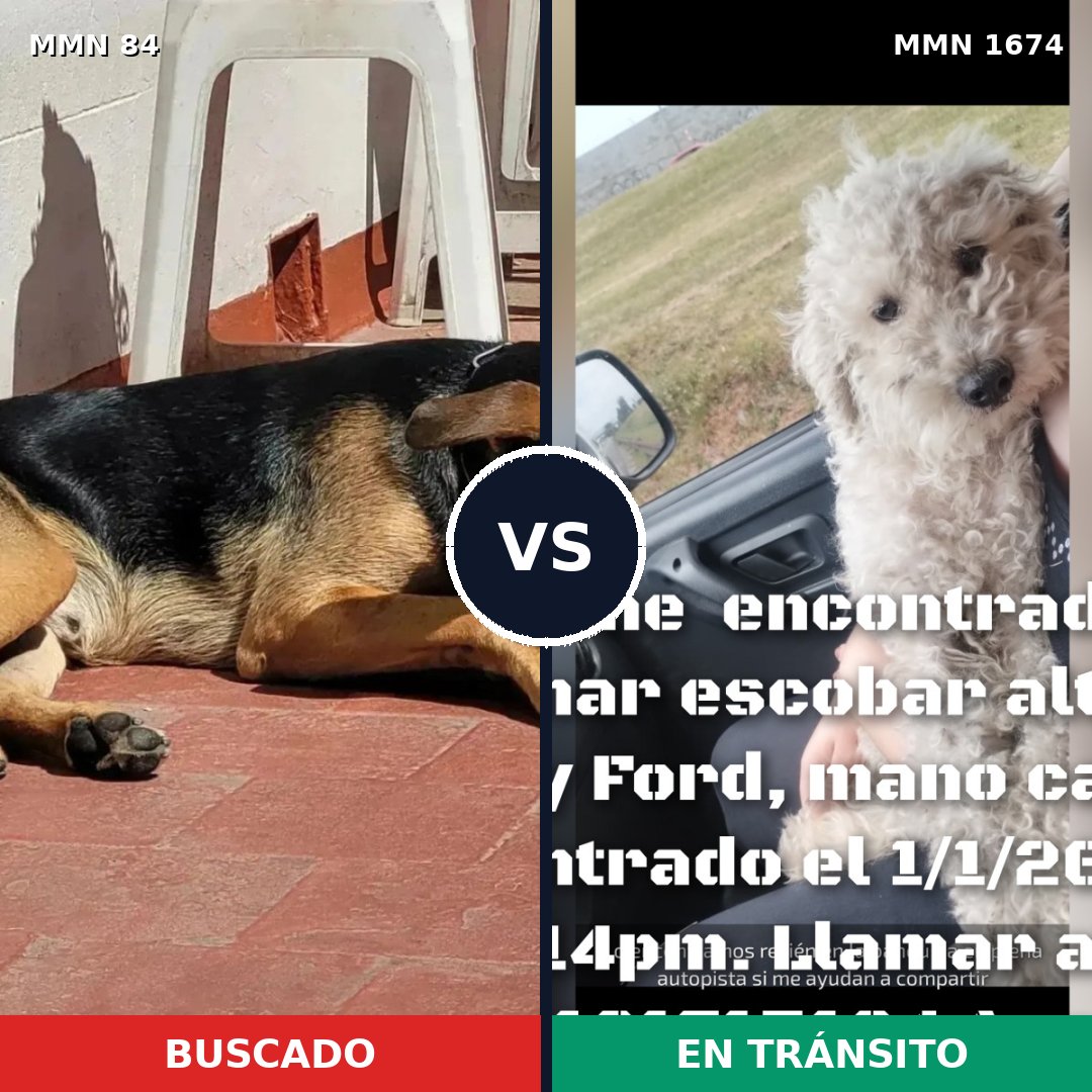 Comparativa MMS 36091: mascota perdida y mascota encontrada, 28% de similitud