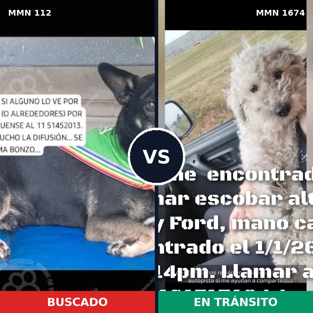 Comparativa MMS 36092: mascota perdida y mascota encontrada, 39% de similitud