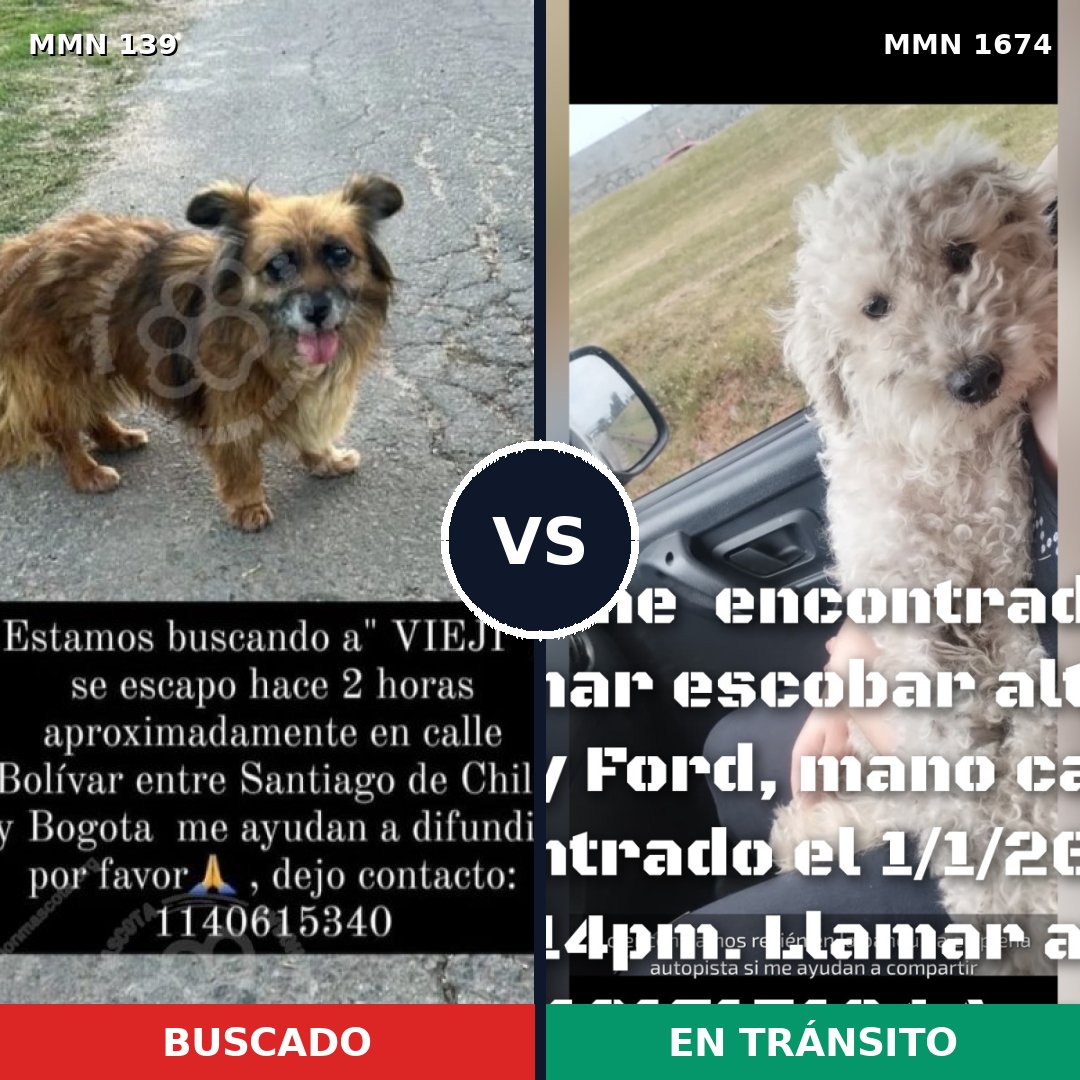 Comparativa MMS 36093: mascota perdida y mascota encontrada, 38% de similitud